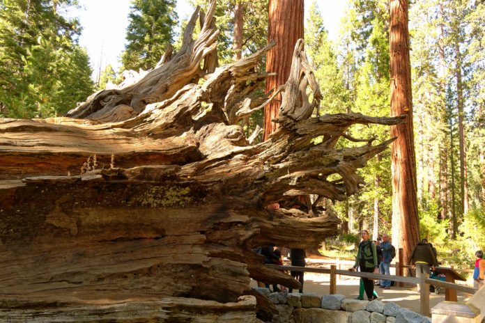 Giant Sequoias Im Mariposa Grove Yosemite Nationalpark