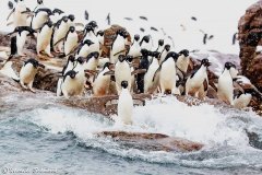 brown-bluff-antarctica_11