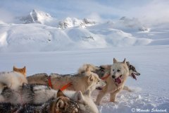 Schlittenhunde im frischen Schnee