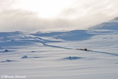 Hundeschlittenfahrt in Grönland