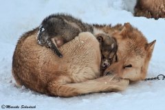Das Hundeschlitten Baby liegt warm und weich auf der Mutter
