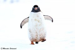 Gentoo penguin, Cuverville Island, Antarctica