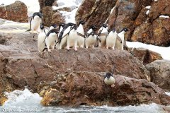 Adelie penguins, Kinnes Cove, Antarctica