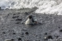 Adelie penguin, Brown Bluff, Antarctica