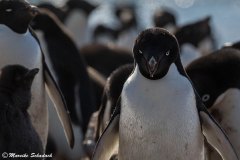 Adelie penguins, Brown Bluff, Antarctica