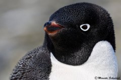 Adelie penguin, Brown Bluff, Antarctica
