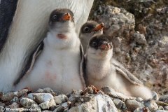 Gentoo penguins, Brown Bluff, Antarctica