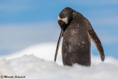 Gentoo penguin, Damoy Point, Antarctica