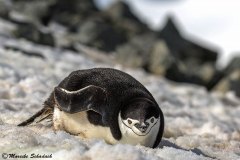 Chinstrap penguin, Half Moon Island, Antarctica