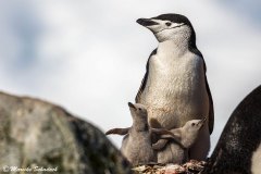 Chinstrap penguins, Half Moon Island, Antarctica