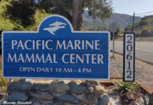 Visit of the Pacific Marine Mammal Center in Laguna Beach Pacific Marine Mammal Center
