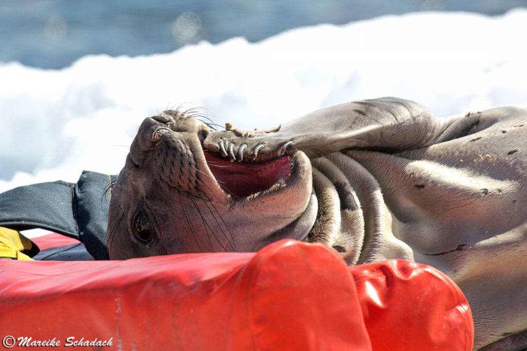 Seeelefant im Fellwechsel Cuverville Island