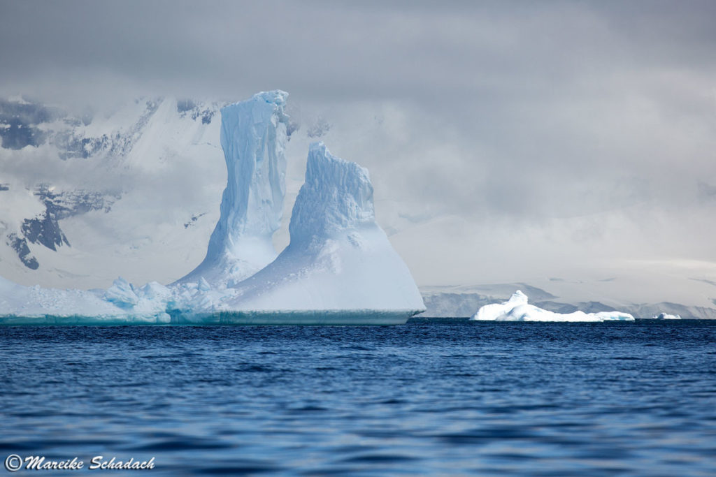 Eisberge bei Cuverville Island