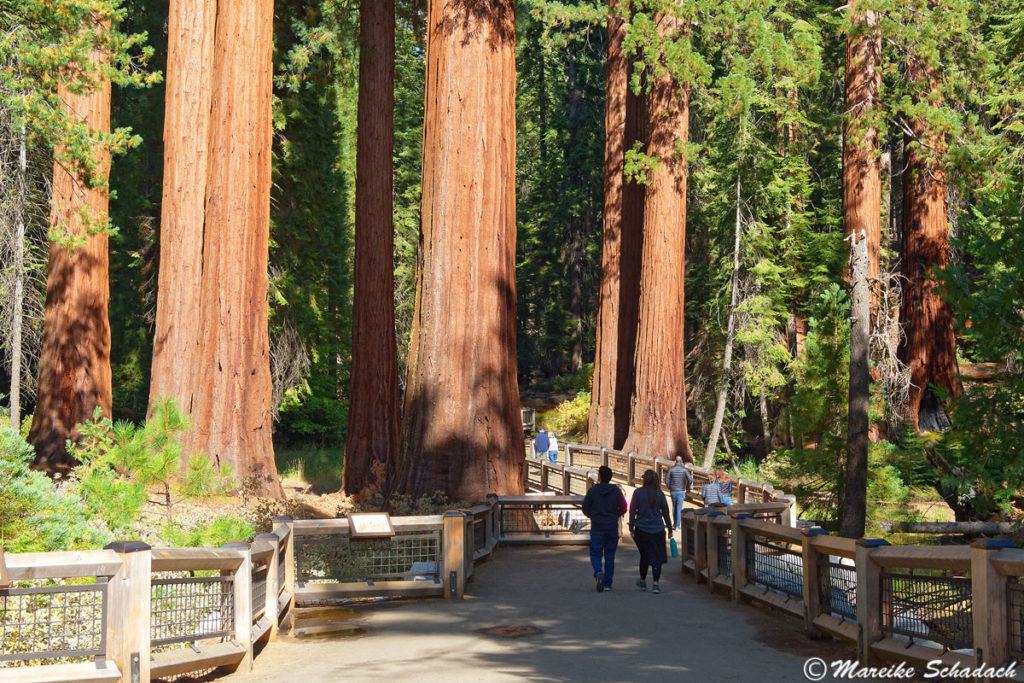 Giant Sequoias im Mariposa Grove - Yosemite Nationalpark