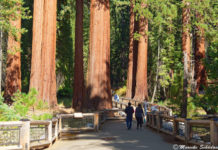 Giant Sequoias im Mariposa Grove – Yosemite Nationalpark Giant Sequoias im Mariposa Grove - Yosemite Nationalpark