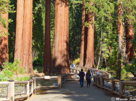 Giant Sequoias im Mariposa Grove - Yosemite Nationalpark
