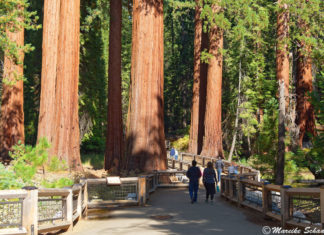 Giant Sequoias im Mariposa Grove – Yosemite Nationalpark Giant Sequoias im Mariposa Grove - Yosemite Nationalpark