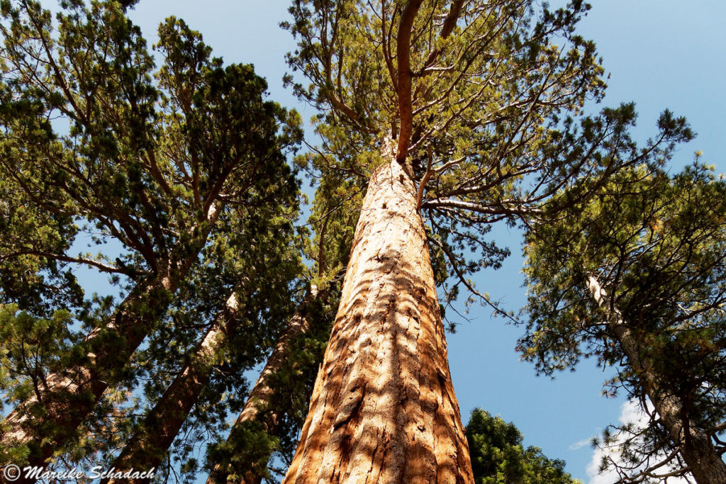 Giant Sequoia (Mammutbaum) im Mariposa Grove
