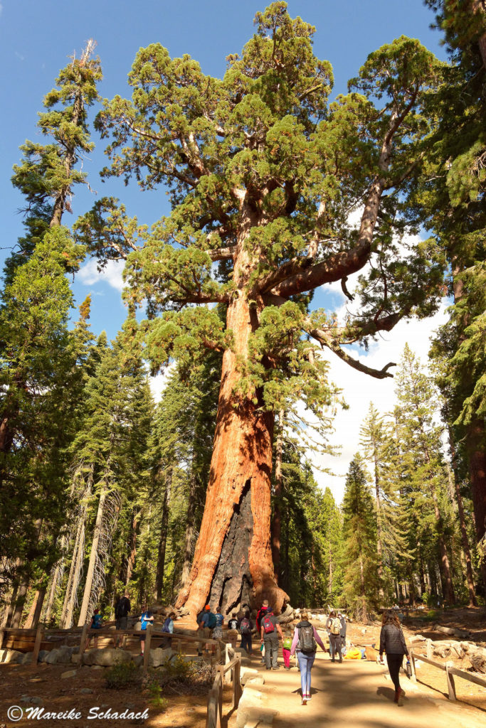Grizzly Giant Giant Sequoia im Mariposa Grove