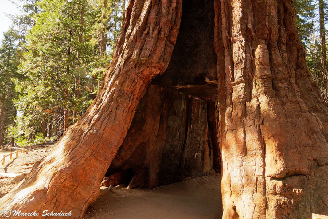 Giant Sequoias Im Mariposa Grove Yosemite Nationalpark 