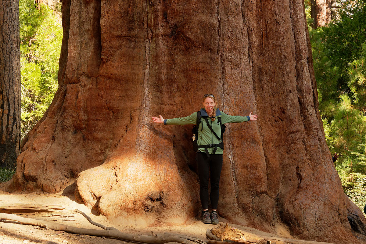 Giant Sequoias im Mariposa Grove Yosemite Nationalpark