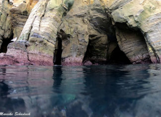 Snorkeling in La Jolla - the best Tips Schnorcheln in La Jolla – die besten Tipps