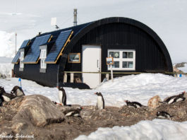 Port Lockroy - südlichstes Museum und Poststation der Welt
