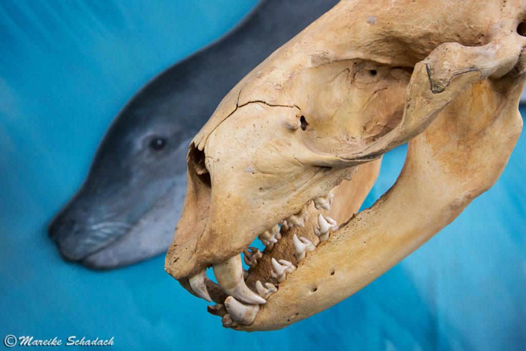 Schädel vom Seeleopard im Acatushún Museum