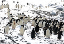 Brown Bluff – Pinguin Party am Tafelvulkan Brown Bluff - Pinguin Party am Tafelvulkan