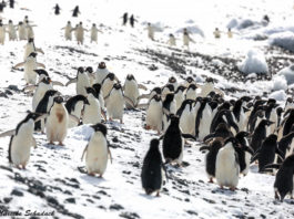 Brown Bluff - Pinguin Party am Tafelvulkan