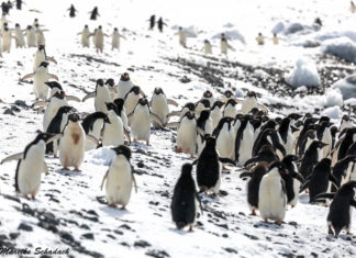 Brown Bluff - Penguins at the Table Volcano Brown Bluff - Pinguin Party am Tafelvulkan