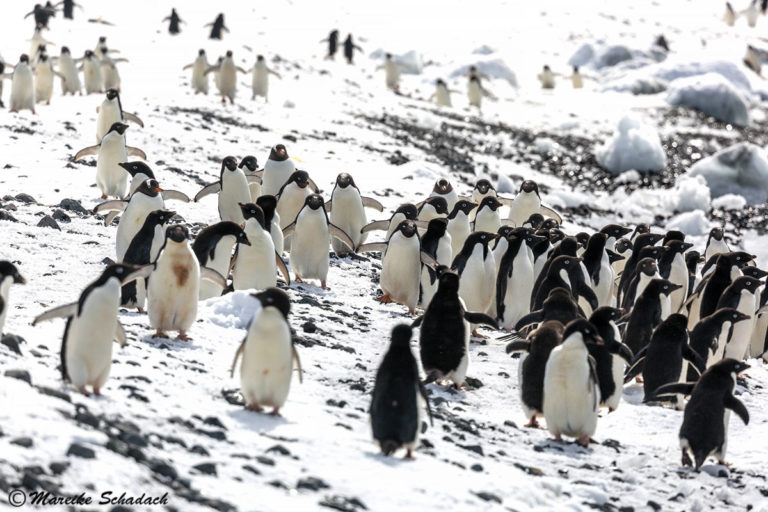 Brown Bluff - Pinguin Party am Tafelvulkan