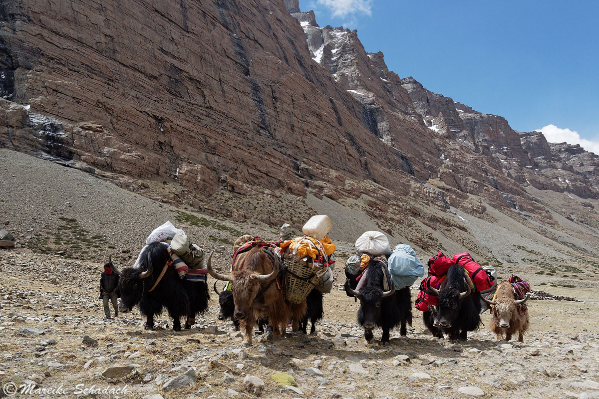 Yaks Mount Kailash