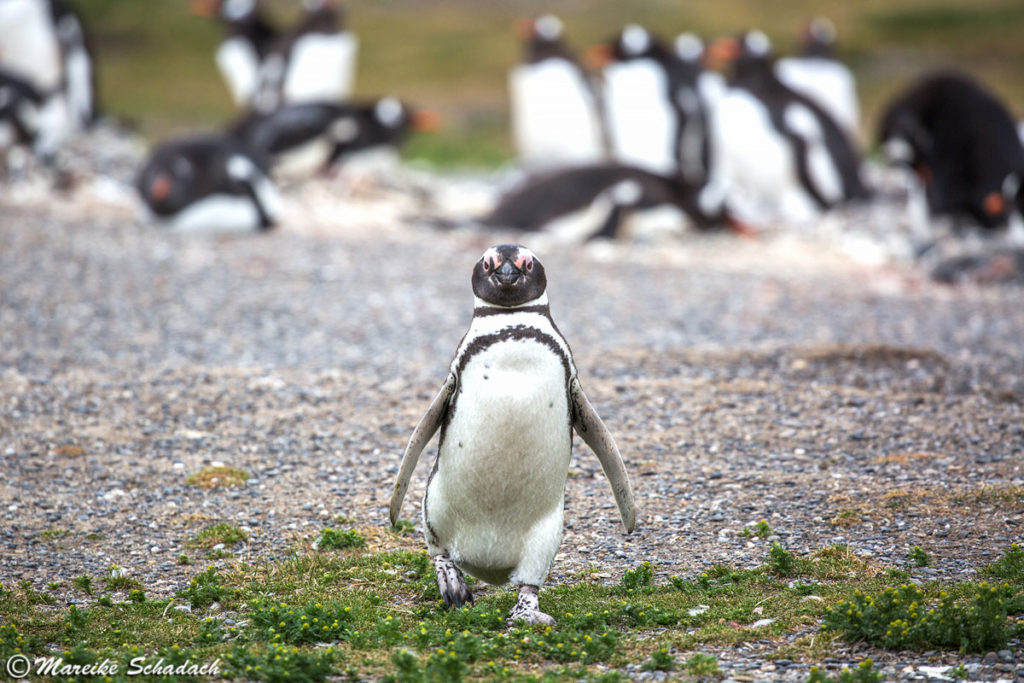 Highlights im Beagle-Kanal - Pinguine, Seelöwen und mehr