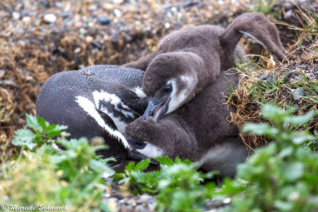 Tipps für Pinguinfotos - Konkurrenzkampf um Futter, Magellanpinguine, Isla Martillo