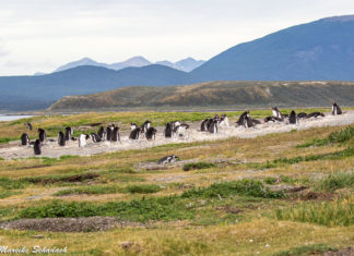 Highlights in the Beagle Channel - Walk with Penguins, Sea Lions and More Highlights im Beagle-Kanal - Pinguine, Seelöwen und mehr