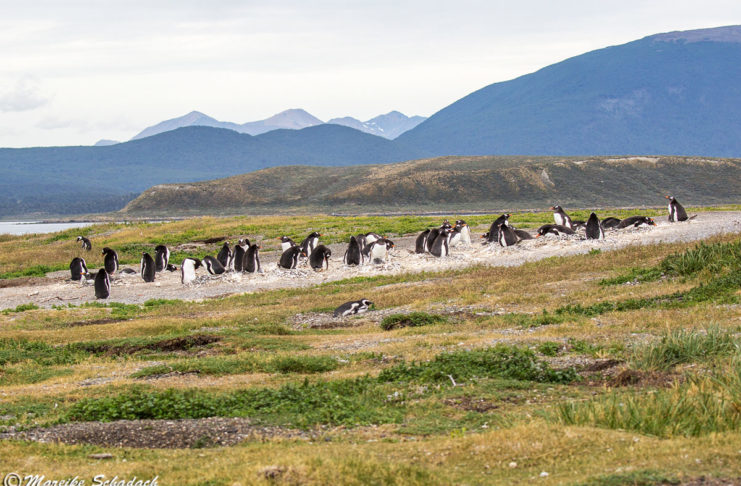 Highlights im Beagle-Kanal - Pinguine, Seelöwen und mehr