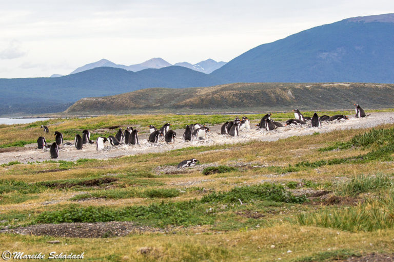 Highlights im Beagle-Kanal - Pinguine, Seelöwen und mehr