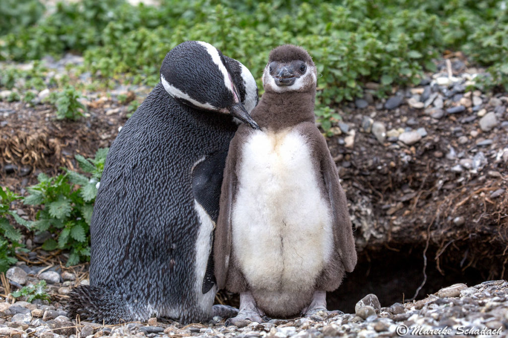 Tipps für Pinguinfotos - auf Details achten, denn in den Pinguinkolonien ist immer was los