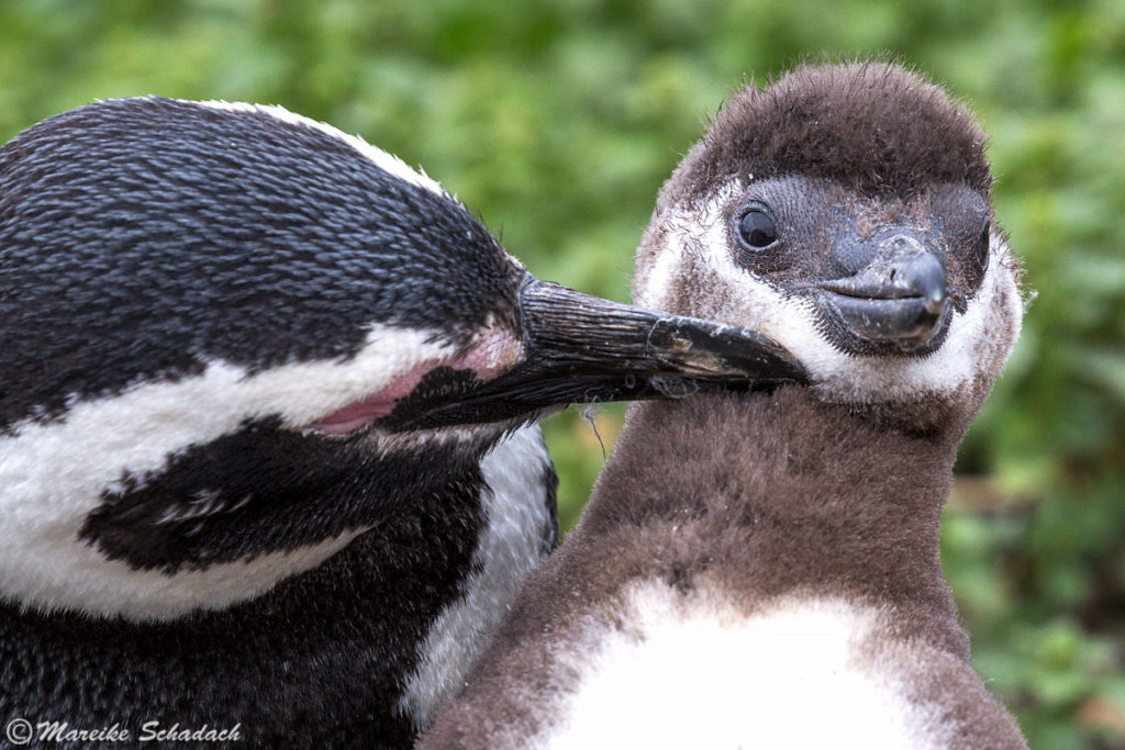 Tipps für Pinguinfotos