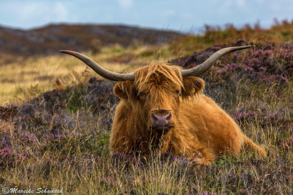 Schottisches Hochlandrind – Highland Cattle, Highlight der Isle of Coll