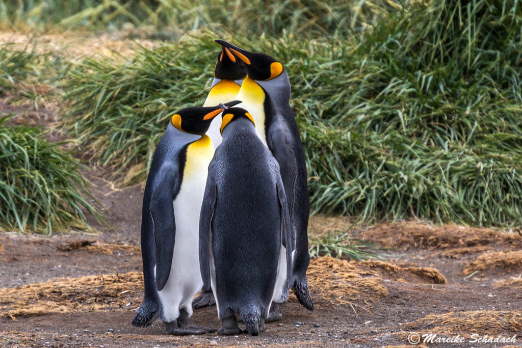 Die Königspinguine vom  Parque Pingüino Rey, Chile