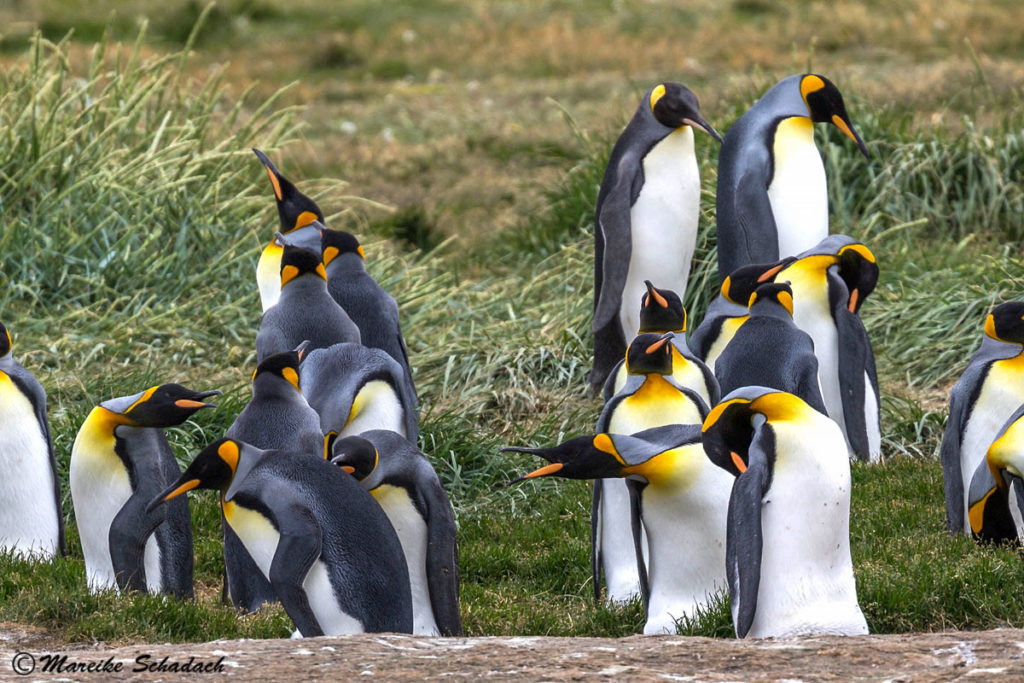 Königspinguine von Feuerland im  Parque Pingüino Rey, Chile