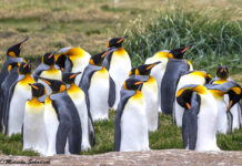 The King Penguins of Tierra del Fuego Die Königspinguine von Feuerland