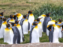 Die Königspinguine von Feuerland