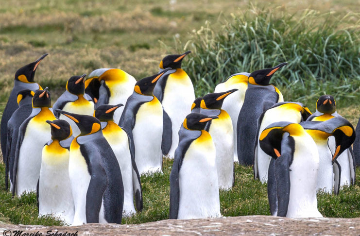 Die Königspinguine von Feuerland