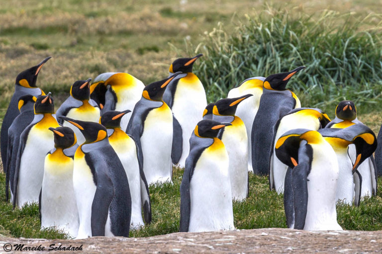 Die Königspinguine von Feuerland