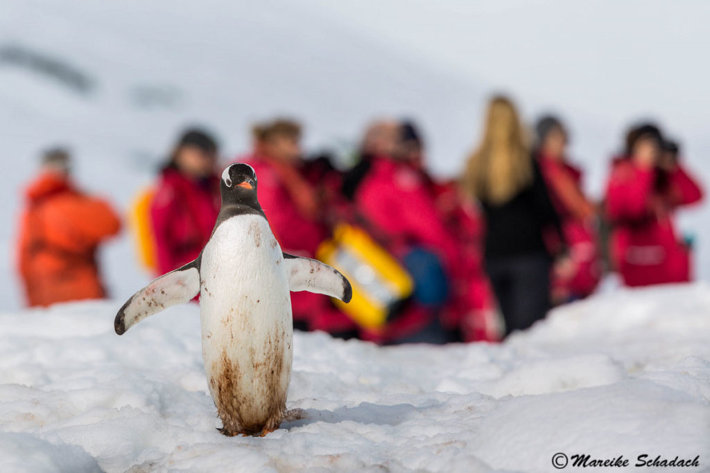 Tipps für Pinguinfotos - Eselspinguin und Reisegruppe, Cuverville Island