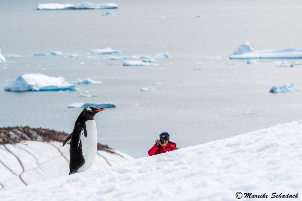 Eselspinguin, Cuverville Island