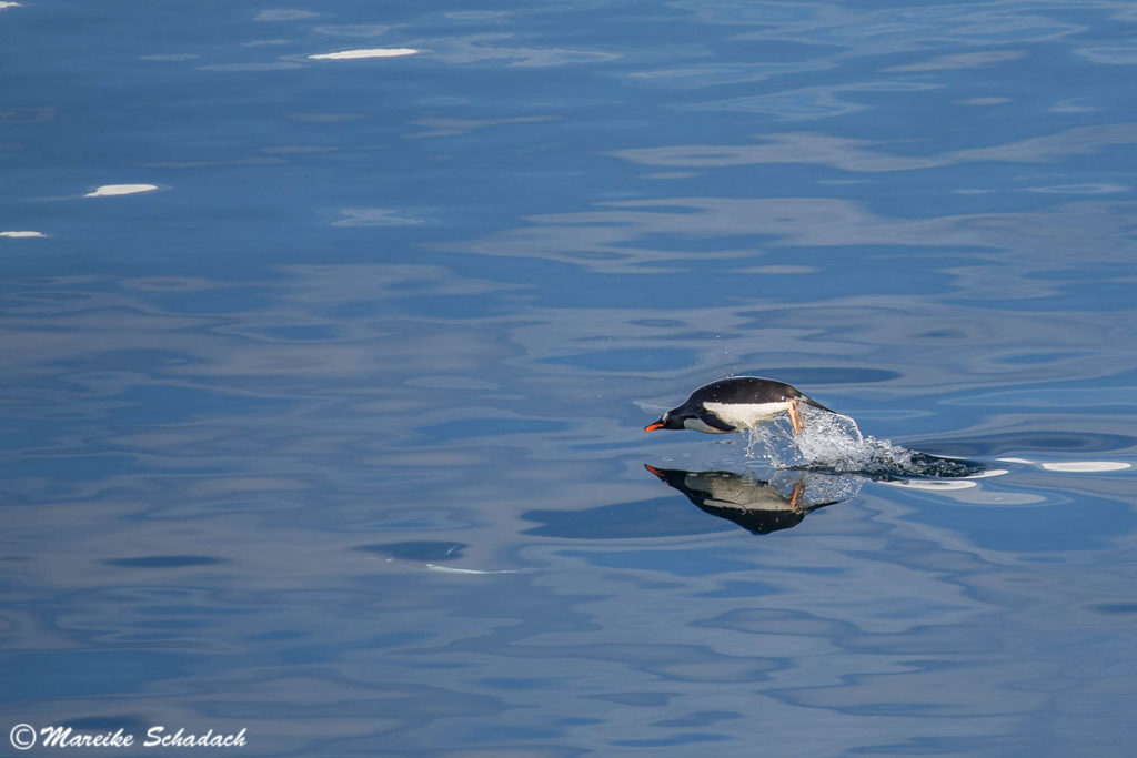 Tipps für Pinguinfotos - vom Boot aus fotografieren. Schwimmender Eselspinguin